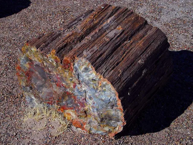 A large petrified log on gravelly ground, its broken end showing red, yellow, gray and blue quartz